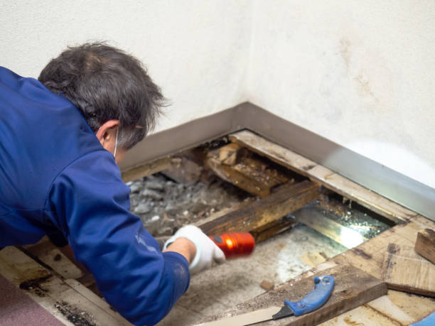 Best Home Mold Removal  in Poplar Plains, CT