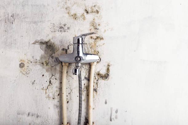 Best Mold Removal Near Me  in Poplar Plains, CT