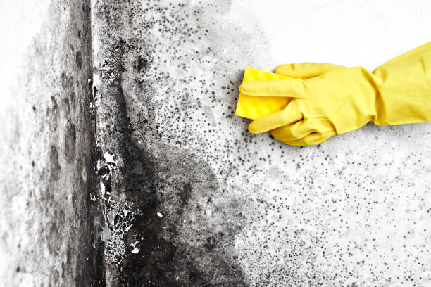 Best Attic Mold Removal  in Poplar Plains, CT