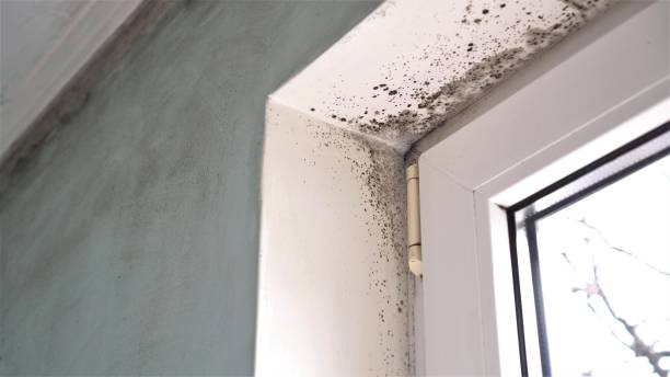 Best Professional Mold Removal  in Poplar Plains, CT
