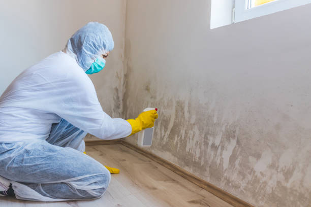Certified Mold Removal in Poplar Plains, CT