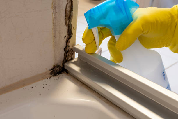 Best Mold Damage Repair  in Poplar Plains, CT