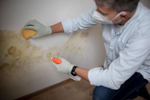 Crawl Space Mold Removal in Poplar Plains, CT