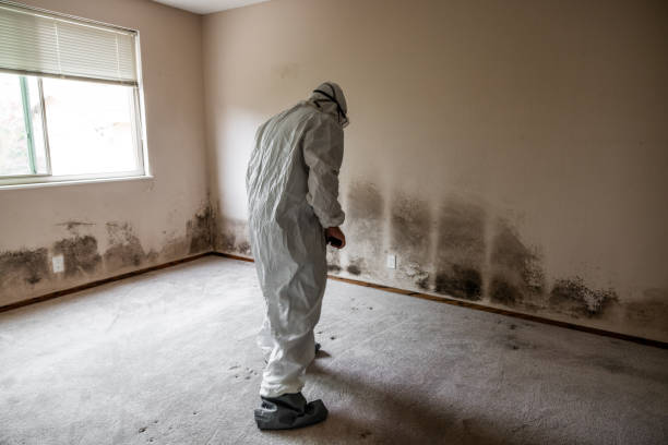Best Toxic Mold Removal  in Poplar Plains, CT