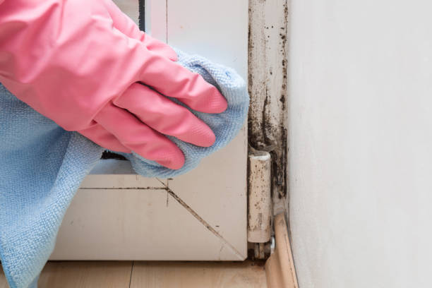 Best Affordable Mold Removal  in Poplar Plains, CT