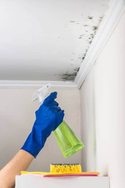 Best Office Mold Removal Services  in Poplar Plains, CT