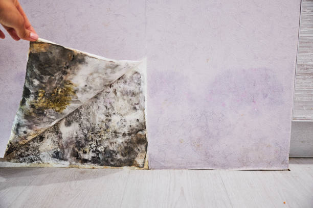 Best Mold Cleaning Services  in Poplar Plains, CT